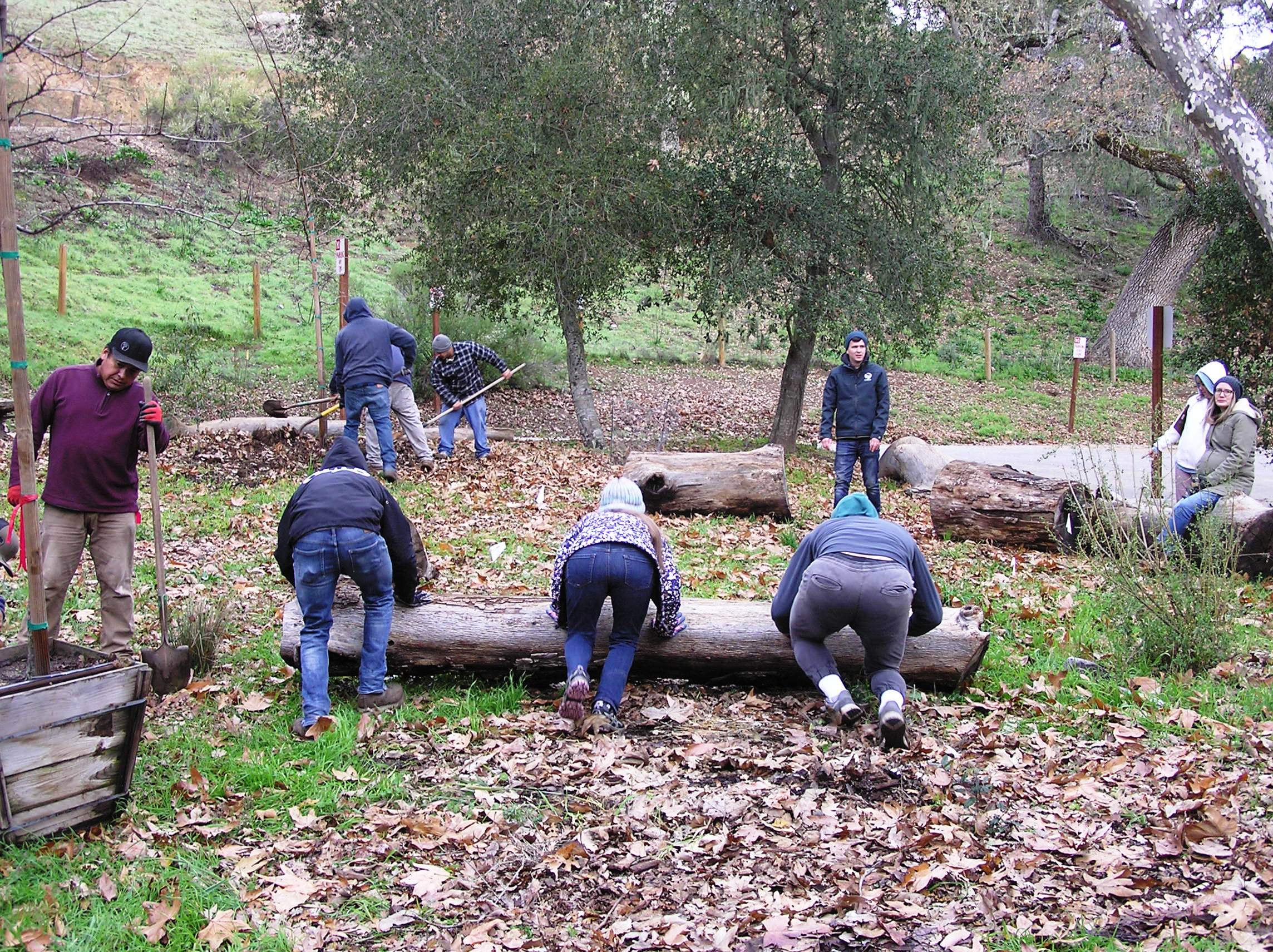 Rolling the logs into a circle!